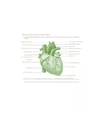 Exercise 20 Anatomy of the Heart
