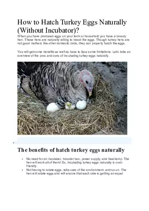 How to Hatch Turkey Eggs Naturally