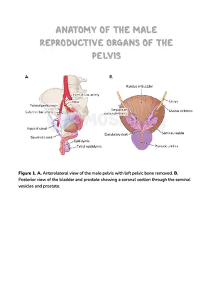 Anatomy Pelvis and Reproductive System