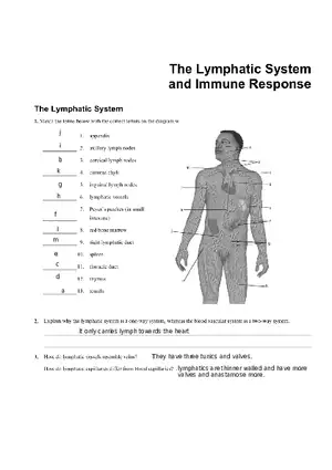 Lymphatic System the Human Body