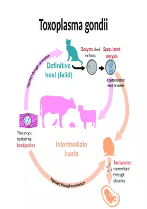 Toxoplasma Gondii