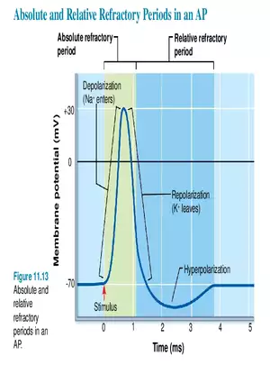 Fundamentals of the Nervous System and Nervous Tissue Lectrure 9