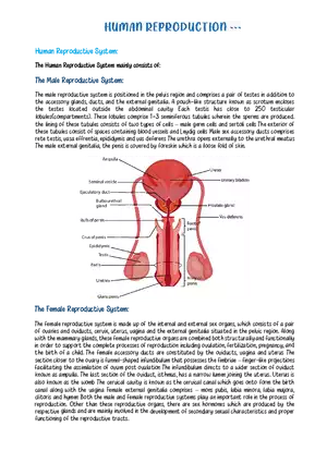 The Human Reproductive System