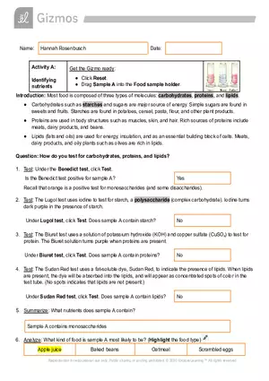 Identifying Nutrients Gizmo Worksheet