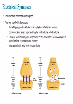 Fundamentals of the Nervous System and Nervous Tissue Lectrure 11