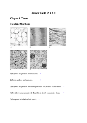 Chapter 4 Tissues