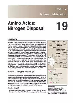 Amino Acids Nitrogen Disposal
