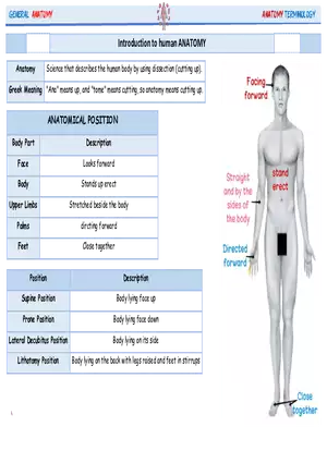 Science That Describes the Human Body By Using Dissection