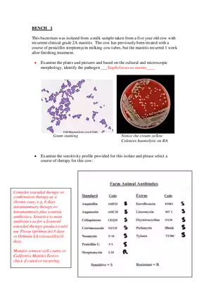 Identification of Mastitis Pathogen in Dairy Cow