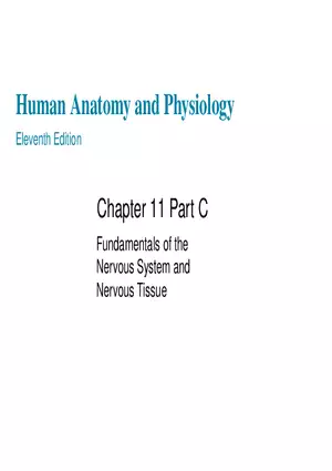 Fundamentals of the Nervous System and Nervous Tissue Lectrure 10
