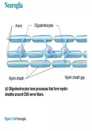 Fundamentals of the Nervous System and Nervous Tissue Lectrure 3
