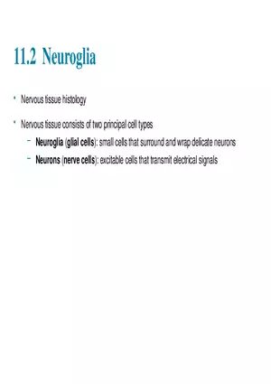 Fundamentals of the Nervous System and Nervous Tissue Lectrure 2