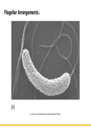 A Survey of Prokaryotic Cells and Microorganisms Lecture 2