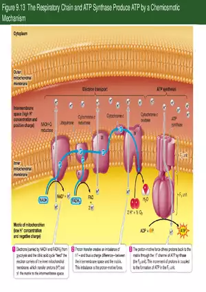 Pathways That Harvest Chemical Energy Lecture Part 5