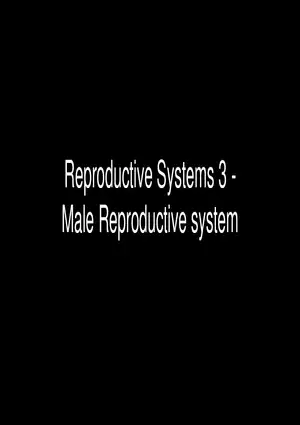 Male Reproductive System
