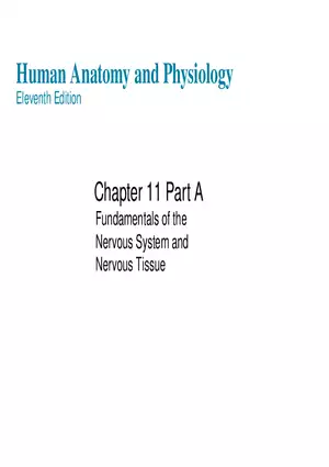 Fundamentals of the Nervous System and Nervous Tissue Lectrure 1
