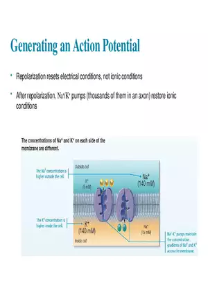 Fundamentals of the Nervous System and Nervous Tissue Lectrure 8