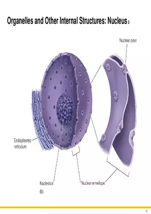 A Survey of Eukaryotic Cells and Microorganisms Part 3