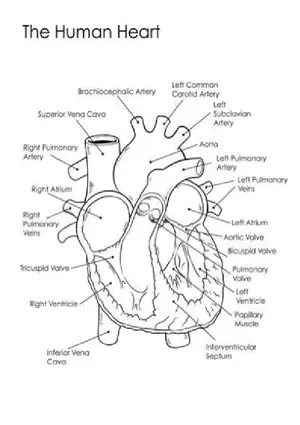 The Human Heart