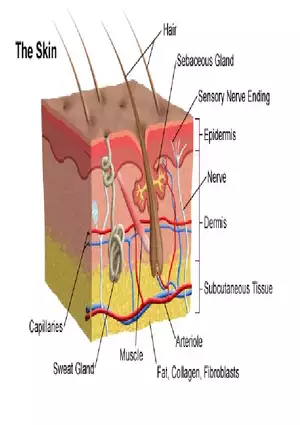 The Integumentary System Lecture (Skin)