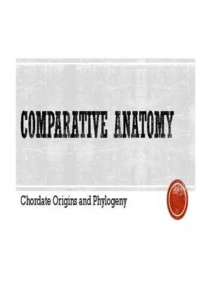 Comparative Anatomy - Chordate Origins and Phylogeny