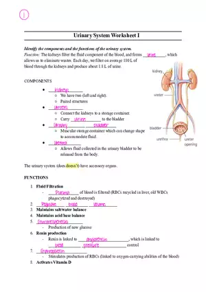Urinary System Worksheet I