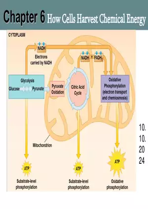 How Cells Harvest Chemical Energy Lecture