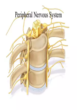 Peripheral Nervous System