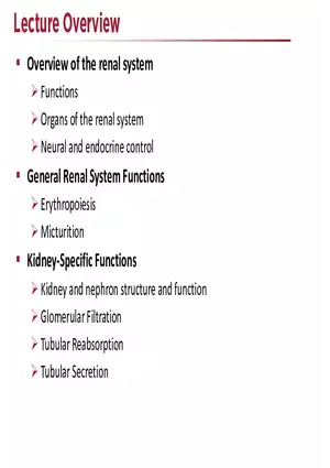 The Renal System Lecture
