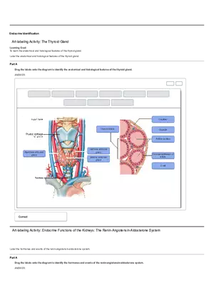 Art-labeling Activity The Thyroid Gland