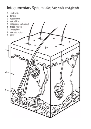 Integumentary System - Skin, Hair, Nails, and Glands