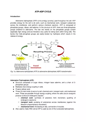 ATP-ADP Cycle