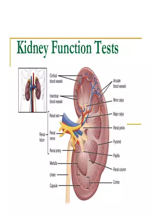 Kidney Function Tests