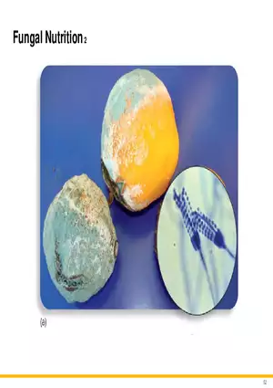 A Survey of Eukaryotic Cells and Microorganisms Part 6