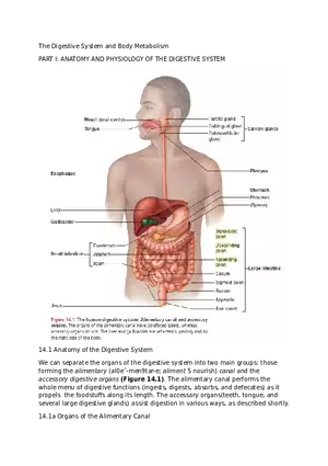 The Digestive System and Body Metabolism