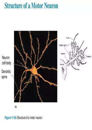Fundamentals of the Nervous System and Nervous Tissue Lectrure 4