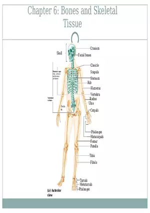 Chapter 6 Bones and Skeletal Tissue Part 1