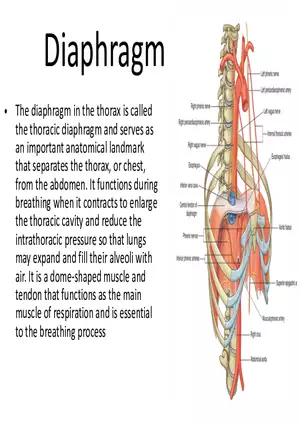 The Thoracic Diaphragm Structure and Function in Respiration