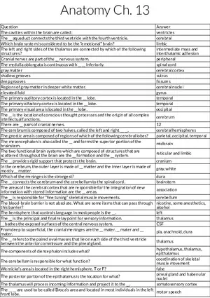 Brain Anatomy and Functional Regions