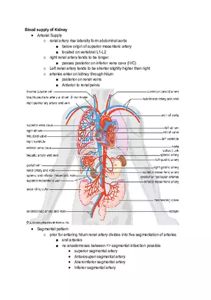 Blood Supply of Kidney
