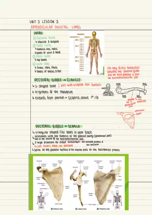 Appendicular Skeletal Limbs