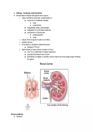 Kidney Function