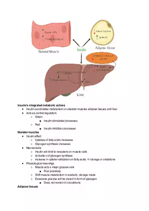 Insuline Metabolism