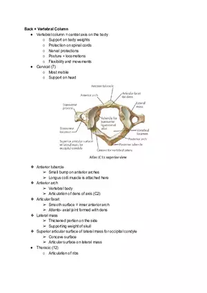 Back and Vertebral Column