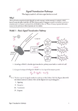 Signal Transduction Pathways Answers