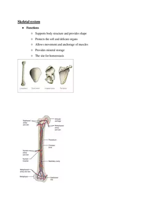 Skeletal System Course Study Guide