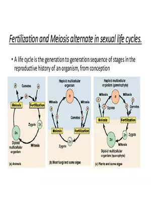 Fertilization and Meiosis Alternate in Sexual Life Cycles