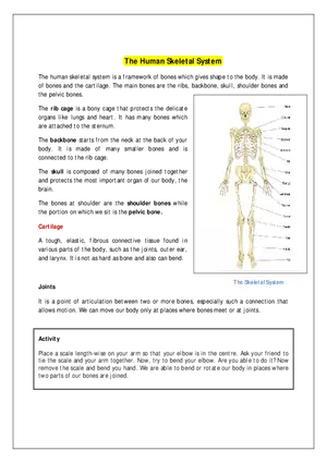 The Human Skeletal System