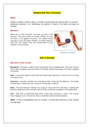 Muscles and Their Functions
