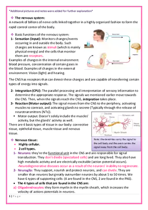 The Nervous System Anatomy